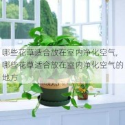 哪些花草适合放在室内净化空气,哪些花草适合放在室内净化空气的地方