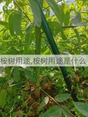 桉树用途,桉树用途是什么