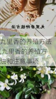 九里香的养殖方法,九里香的养殖方法和注意事项