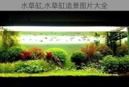 水草缸,水草缸造景图片大全