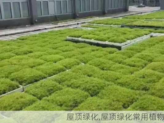 屋顶绿化,屋顶绿化常用植物