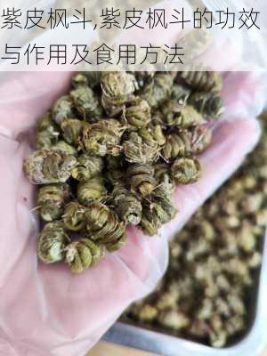 紫皮枫斗,紫皮枫斗的功效与作用及食用方法