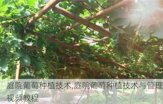 庭院葡萄种植技术,庭院葡萄种植技术与管理视频教程