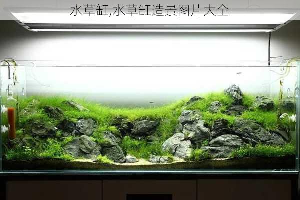 水草缸,水草缸造景图片大全