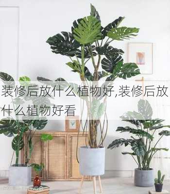 装修后放什么植物好,装修后放什么植物好看