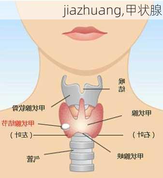 jiazhuang,甲状腺