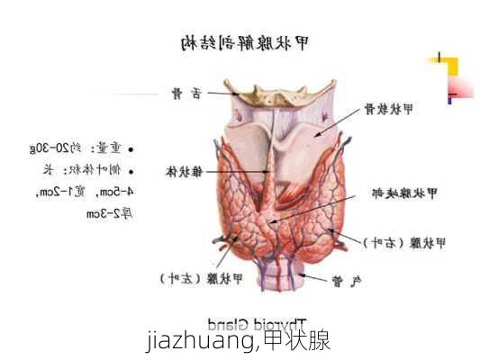 jiazhuang,甲状腺