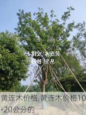 黄连木价格,黄连木价格10-20公分的