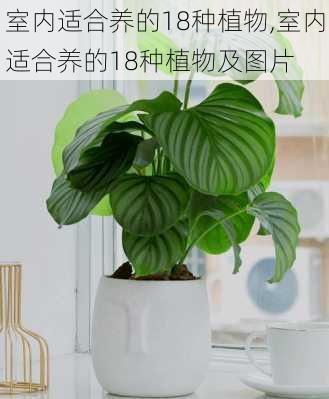 室内适合养的18种植物,室内适合养的18种植物及图片