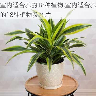 室内适合养的18种植物,室内适合养的18种植物及图片